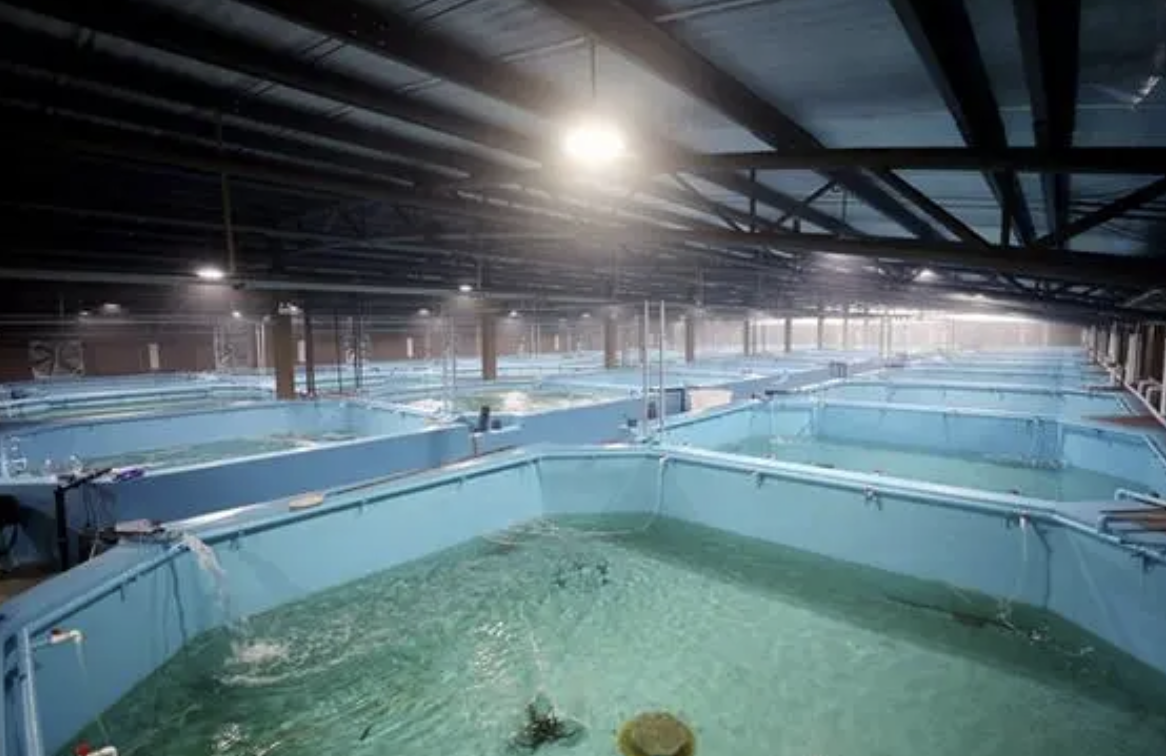 Application of high temperature heat pump in seahorse breeding
